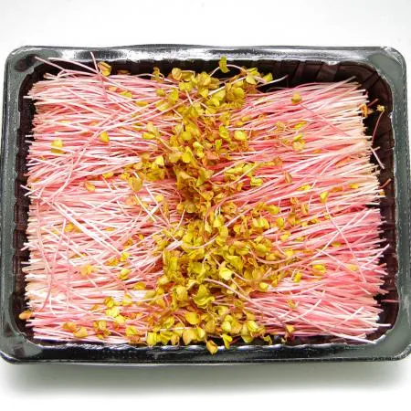 국내산 특품 분홍 메밀순 반박스 500g 이미지