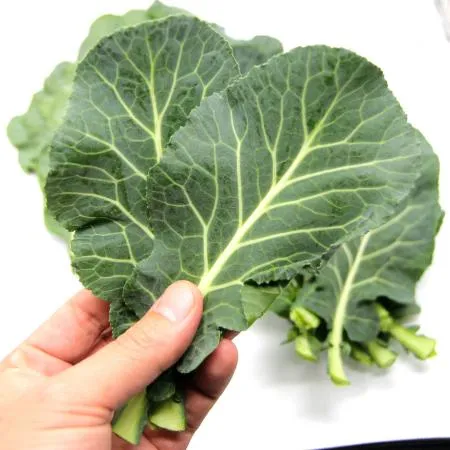 국내산  케일 반박스 1kg 이미지