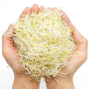 푸레아 국내산 알팔파싹 반박스500g