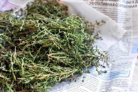 국내산 타임 허브 생잎 100g 이미지
