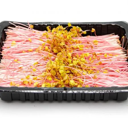 국내산 특품 분홍 메밀순 반박스 500g 이미지
