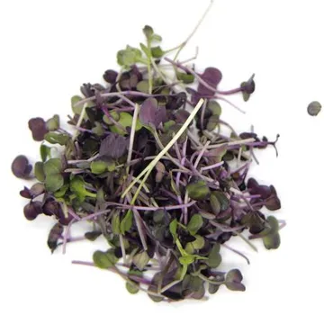 수경재배 무농약 적무순 한박스 1kg