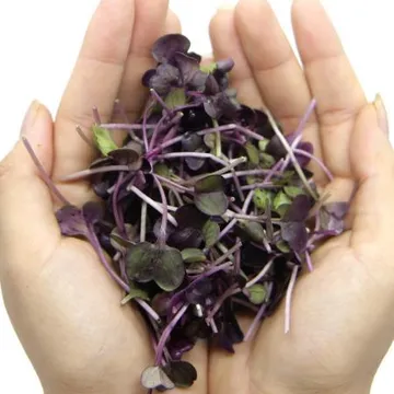 국내산 수경재배 적무순 100g