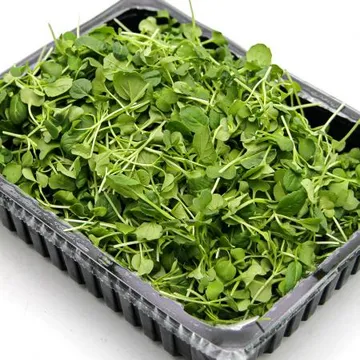 국내산 무농약 베이비채소 청경채 반박스500g