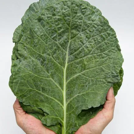 푸레아 국내산 즙용 케일 1kg