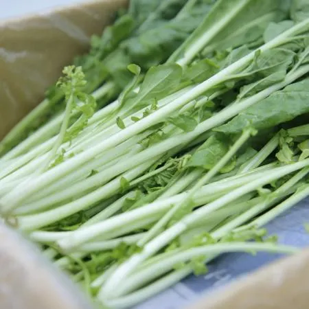 국내산 특품 로케트 루꼴라 한박스 1kg 이미지