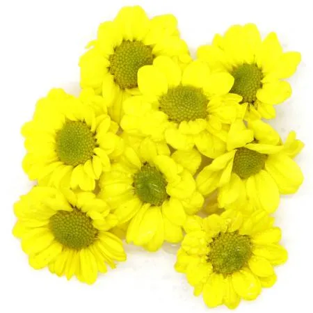 국내산 소국 50송이