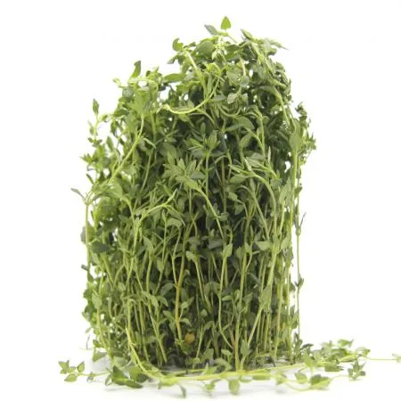 국내산 타임 허브 생잎 한박스 1kg