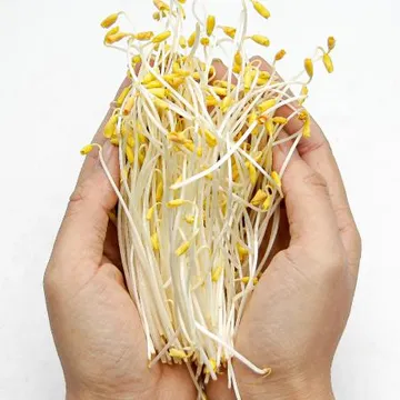 국내산 특품 황금메밀순 반박스 500g