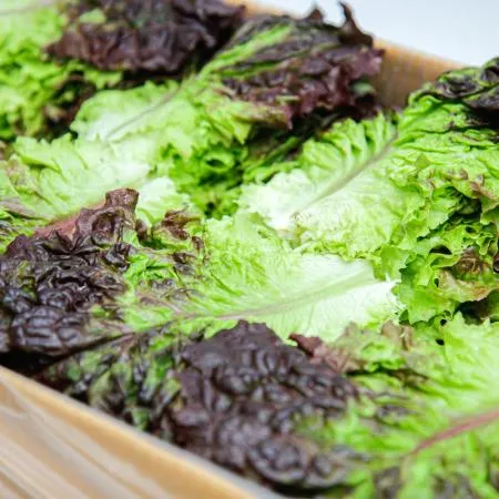 국내산 특품 꽃상추 한박스 2kg 이미지