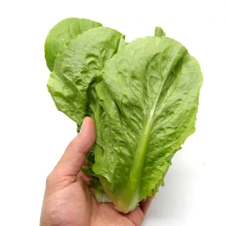 국내산 특품 통로메인 상추 한박스 2kg 이미지