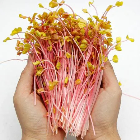 국내산 특품 분홍 메밀순 반박스 500g