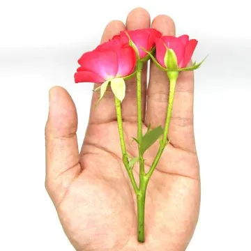 국내산 미니장미 5송이