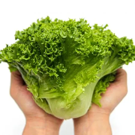 친환경 무농약 프릴아이스 상추 반박스1.5kg