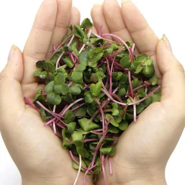 국내산 수경재배 홍무순 100g