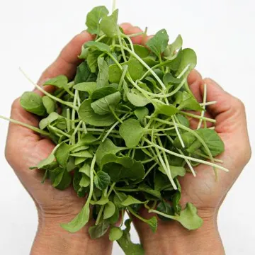 국내산 무농약 베이비 채소 청경채 250g