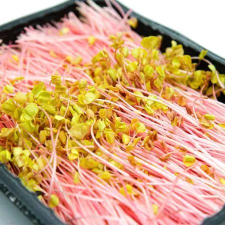 국내산 특품 분홍 메밀순 반박스 500g 이미지