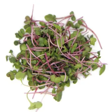 수경재배 무농약 홍무순 반박스 500g