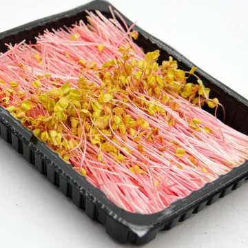 국내산 특품 분홍 메밀순 한박스 1kg