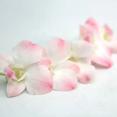 데코용 양란 피치 100송이 이미지