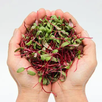 국내산 특품 비트순 100g