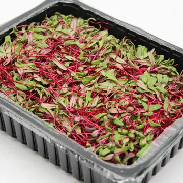 국내산 특품 비트순 한박스 1kg