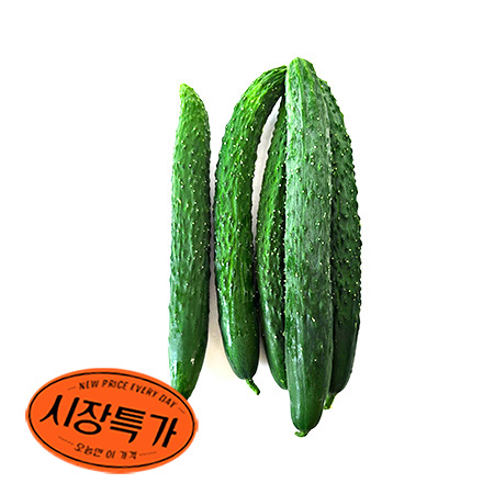 ★매일시장특가★ 가시오이(5입 1Kg/EA) 초특가 야채 채소청오이