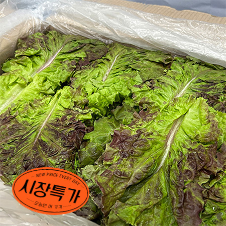 ★매일시장특가★ 적상추(국내산 상 4Kg/BOX) 상추 초특가 야채 채소
