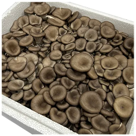 ★매일시장특가★ 느타리버섯( 상 2Kg/BOX) 초특가 야채 채소 버섯 이미지