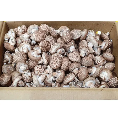 ★농산특가★ 표고버섯 1KG/BOX