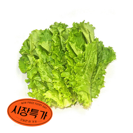 ★매일시장특가★ 청상추( 상 500g/EA) 초특가 야채 채소 상추