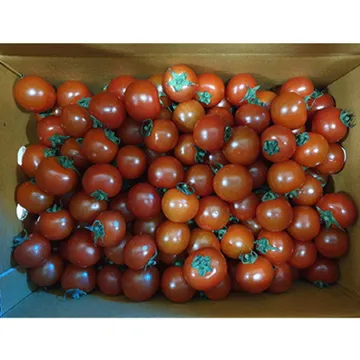 방울토마토(10~15g/개 5Kg/BOX)/국내산