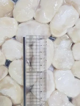 키조개관자 횟감용 10Kg 자연산관자 1박스 20/30 도매 업소용 바른유통 이미지