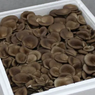 (야채) 느타리버섯(국산) BOX(2kg) 이미지