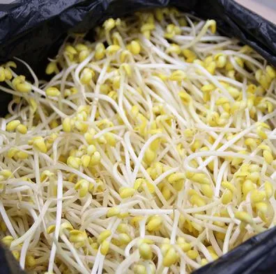 (야채) 콩나물(곱슬이) BOX(3.5kg)