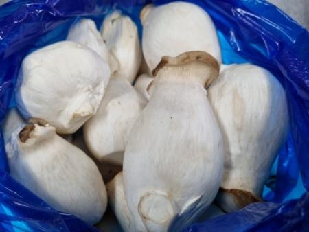 ❤️ 새송이버섯(파지, 뿌리없음, 2kg)팩 국내산