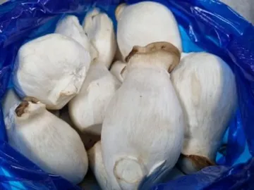 새송이버섯(파지, 뿌리없음, 2kg)팩 국내산