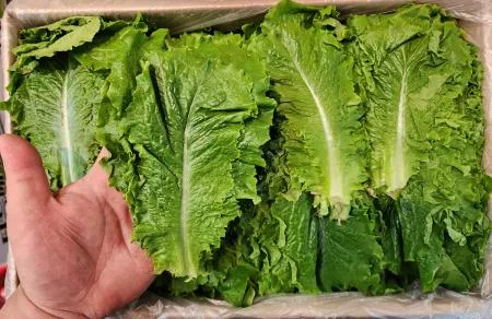 ♥식봄 최저가♥ 청상추(로메인, 특품, 4kg, 손크기 ~ 손바닥크기) 박스 국내산