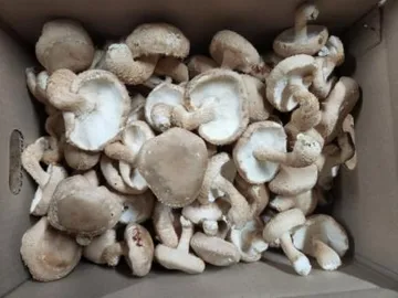 표고버섯(상품, 1kg) 소분상품 국내재배