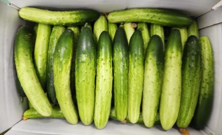 백오이(상품, 9kg내외, 50개)박스 국내산, 다다기오이