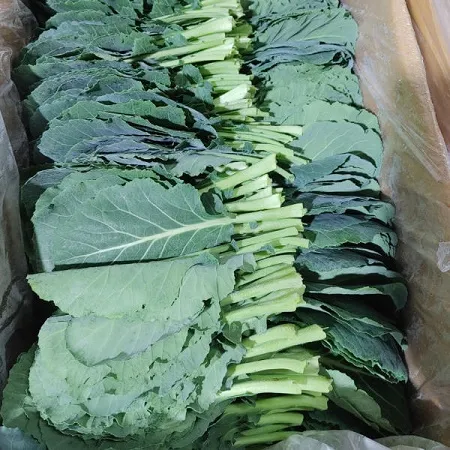 케일(특품, 500g)팩 국내산 이미지