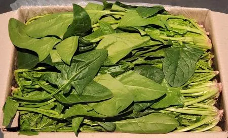 ★특가★ 시금치(상품, 김밥용, 나물용 4kg) 국내산