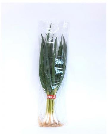 대파(흙대파) 1단 900g~1000g 내외