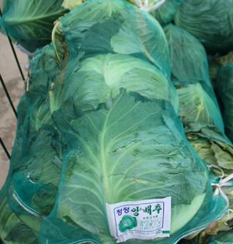 양배추