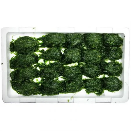 물파래 2판 국내산