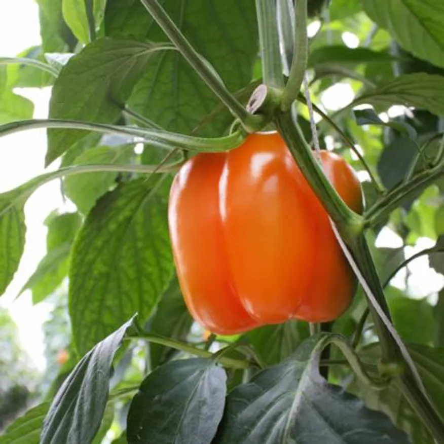 지지팜 가정용 파프리카 5kg 색상혼합 빨강 노랑 주황 이미지