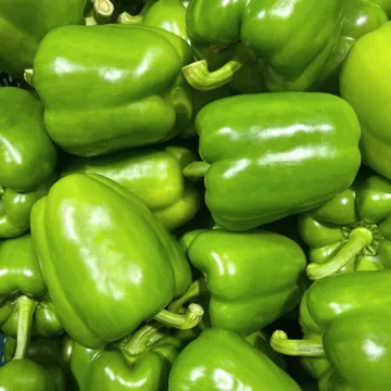 지지팜 청파프리카 2kg 청피망 대체사용 녹색