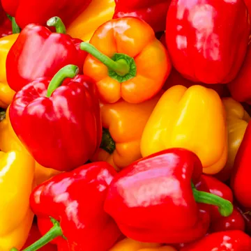 지지팜 가정용 파프리카 2kg 색상혼합 빨강 노랑 주황