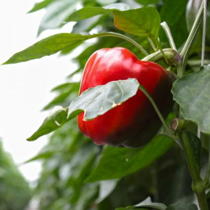 지지팜 가정용 파프리카 5kg 색상혼합 빨강 노랑 주황 이미지