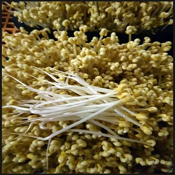 매일시장방문/일자콩나물 3.5kg